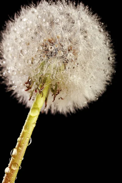 Fluffy Dandelion Black Background Studio — Stock Photo, Image