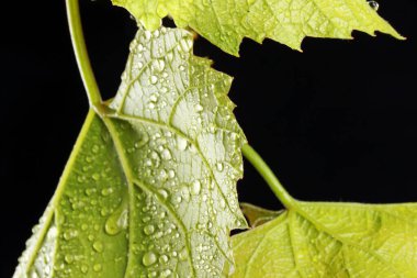 Stüdyoda su damlalarında taze üzüm yaprakları