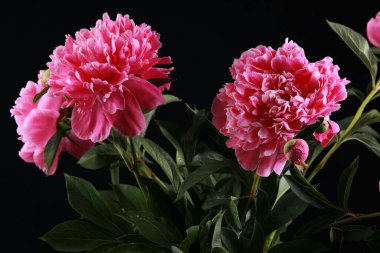 Stüdyoda siyah arka planda pembe şakayıklar