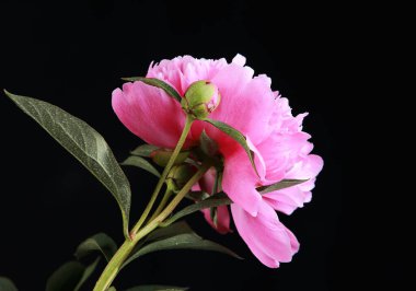 Stüdyoda siyah arka planda pembe şakayıklar