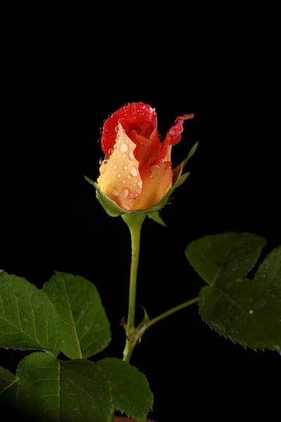 Απίστευτα Όμορφο Κόκκινο Τριαντάφυλλο Στο Στούντιο — Φωτογραφία Αρχείου