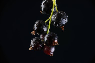 Stüdyoda siyah bir arka planda kuşüzümü var.