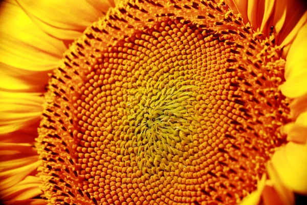 Bright Yellow Sunflower Seeds — Stock Photo, Image