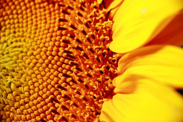 Ярко Желтый Подсолнух Семенами — стоковое фото