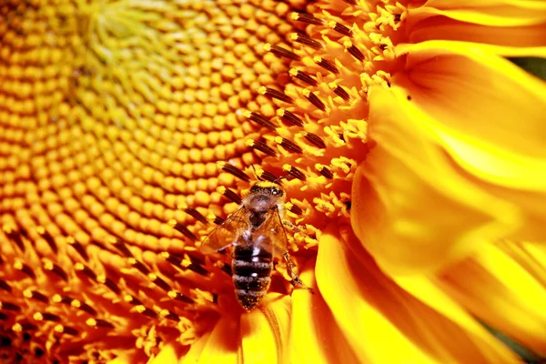 Bee Sits Sunflower Collects Pollen — Foto de Stock