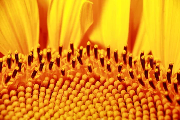 Bright Yellow Sunflower Seeds — 图库照片