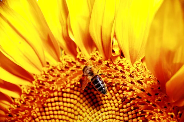 Bee Sits Sunflower Collects Pollen —  Fotos de Stock