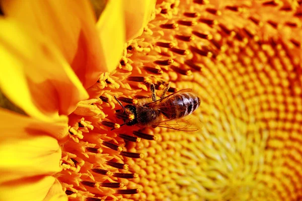 Bee Sits Sunflower Collects Pollen — ストック写真