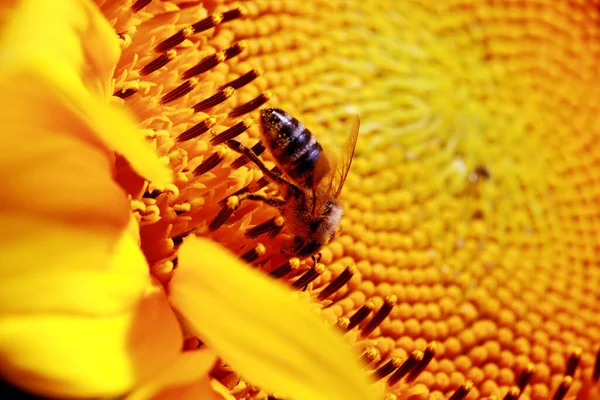 Bee Sits Sunflower Collects Pollen — 图库照片