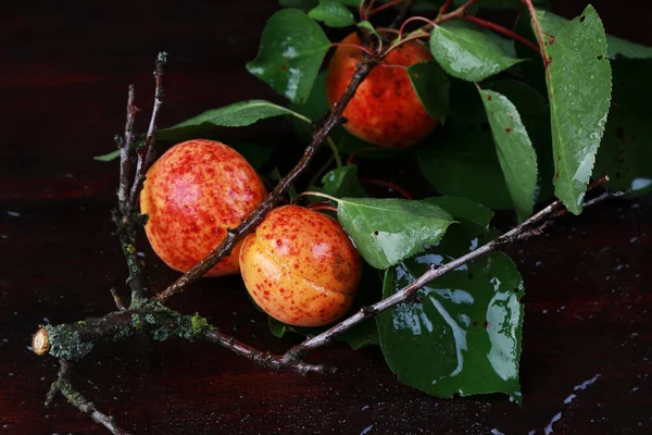 Delicious Homemade Apricots Studio — Fotografia de Stock