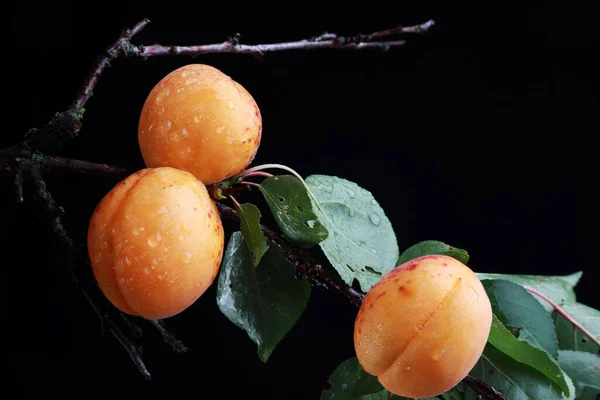 Delicious Homemade Apricots Studio — 图库照片