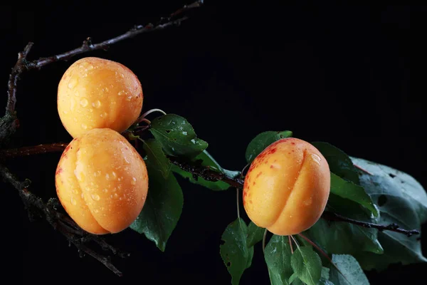 Delicious Homemade Apricots Studio — Fotografia de Stock