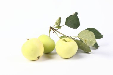 ripe apples on a branch in the studio