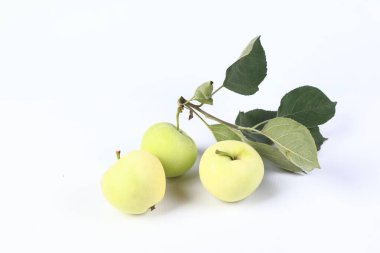 ripe apples on a branch in the studio