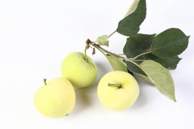 ripe apples on a branch in the studio