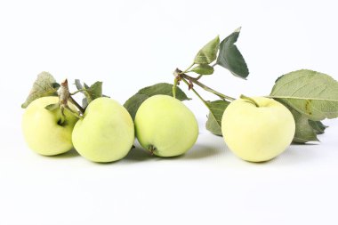 ripe apples on a branch in the studio