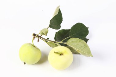ripe apples on a branch in the studio