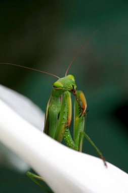 praying mantis in the studio on the branches