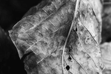 Sonbahar yatay, düşen yapraklar