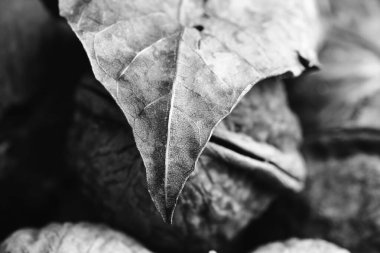 Stüdyoda taze ceviz var.