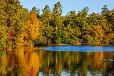 Sonbahar yatay, düşen yapraklar