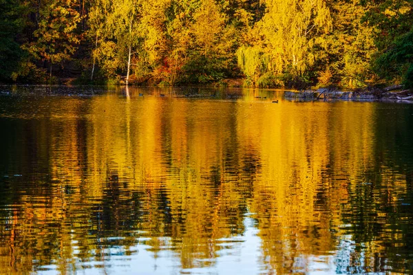 Paisagem Outono Com Folhas Caídas — Fotografia de Stock