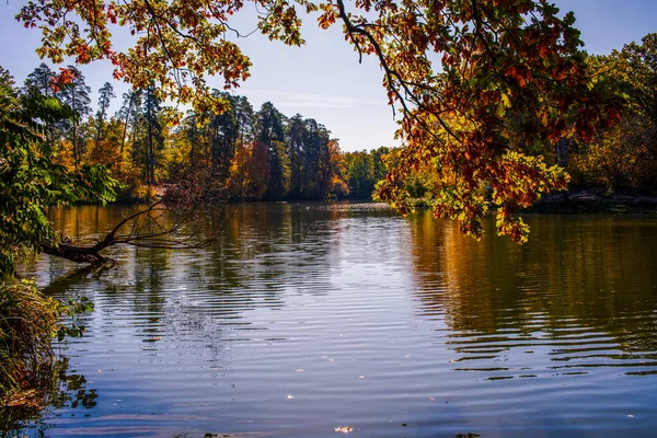Jesienny Krajobraz Opadłych Liści — Zdjęcie stockowe