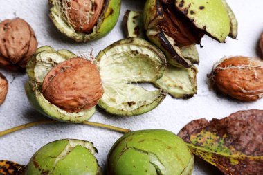 Stüdyoda taze ceviz var.