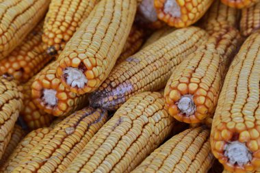 Kış için sonbahar hazırlıkları