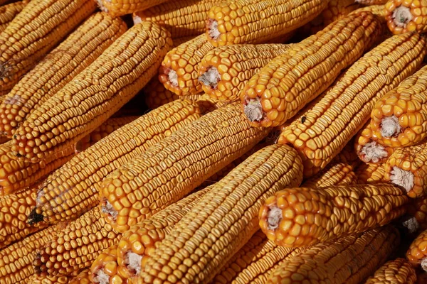 Herbstvorbereitungen Für Den Winter — Stockfoto