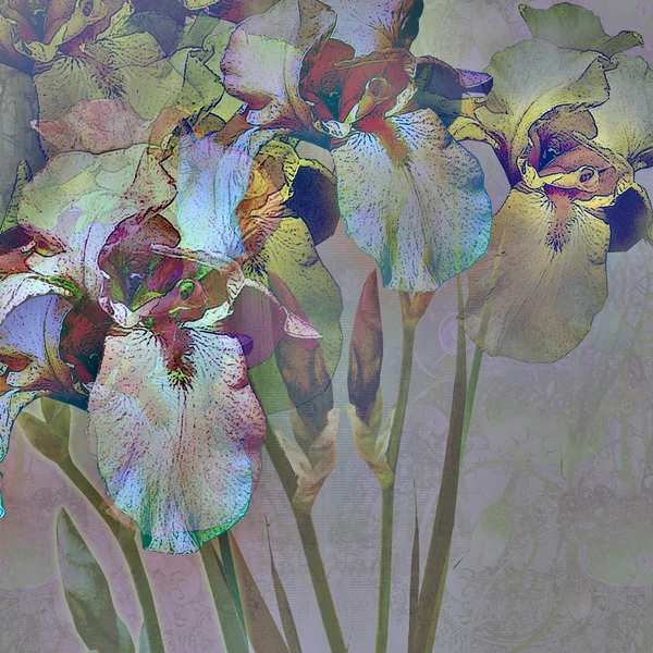 Floral bakgrund iris — Stockfoto