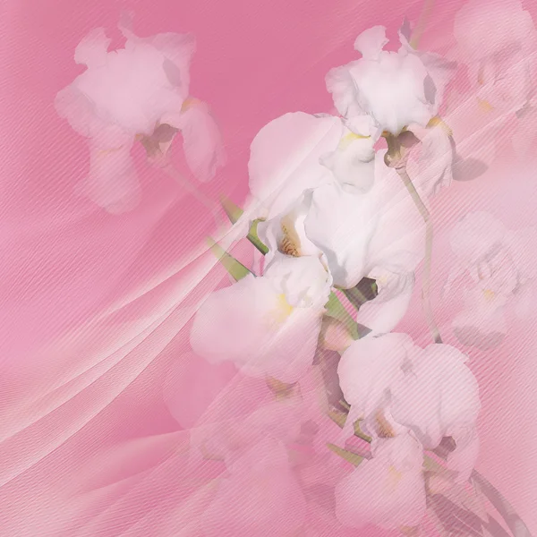 Kwiatowy tle różowy — Zdjęcie stockowe