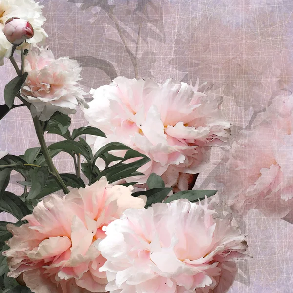 Floral design peonies — Stock Photo, Image