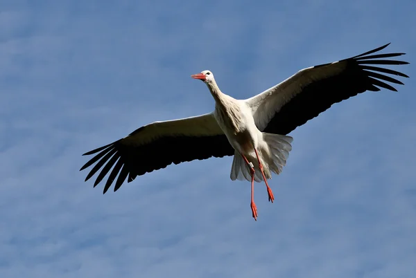 Cigogne blanche volant — Photo