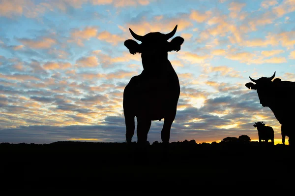 Silhouette de vaches — Photo