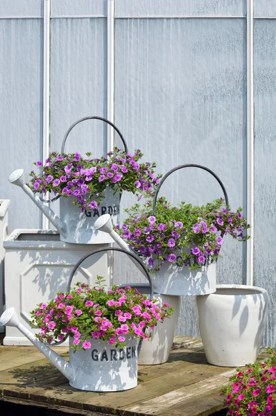 Latas de rega com flores — Fotografia de Stock