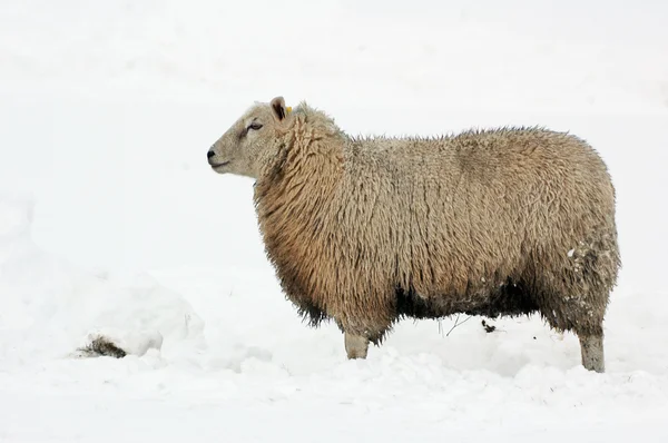 Moutons dans la neige — Photo