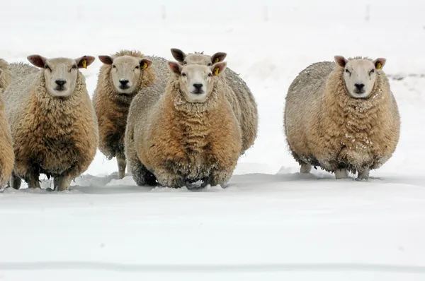 Moutons dans la neige — Photo