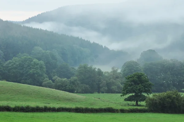 Belgian Ardennes — Stock Photo, Image