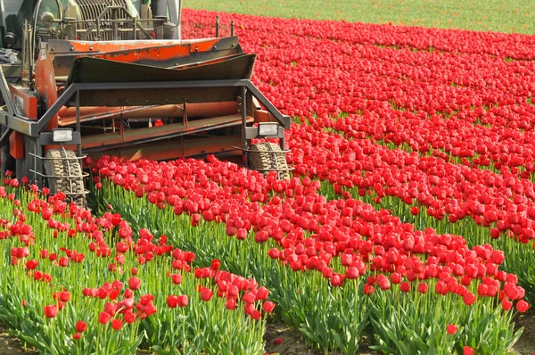 Dělení tulipánů — Stock fotografie