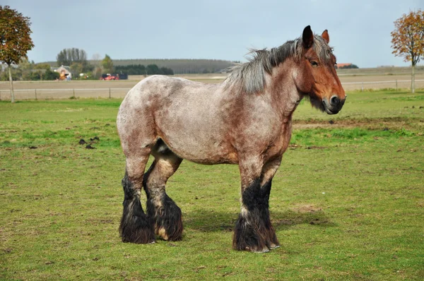 Brabantino — Foto Stock