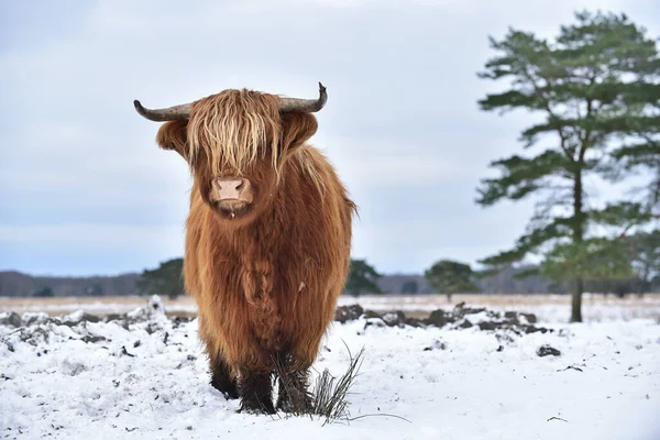 Scottish Highlander Cow Vous Regarde Debout Dans Paysage Hivernal Naturel — Photo