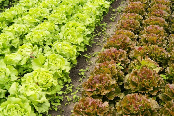 Field of Organic Red Leaf Lettuce and Butterhead Lettuce cultivation