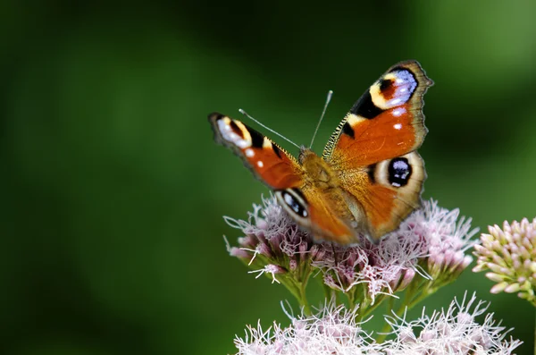 Borboleta de pavão — Fotografia de Stock