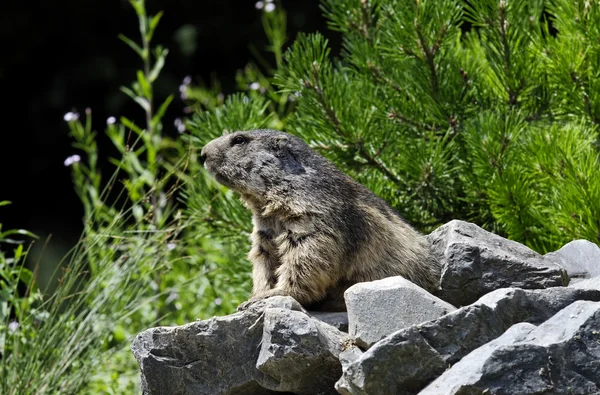 Marmota — Foto de Stock