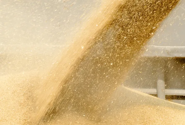 Pšeničné zrno — Stock fotografie
