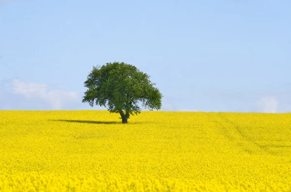 Campo di rapina — Foto Stock