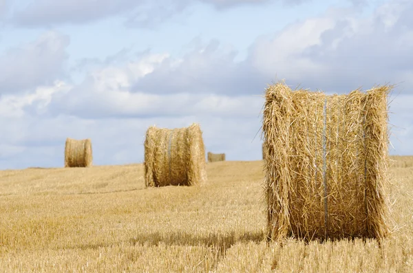 Stro geoogst veld — Stockfoto