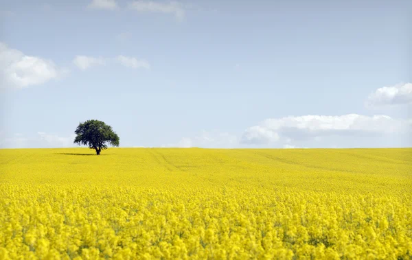 Albero in campo giallo — Foto Stock