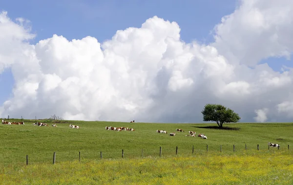 Platteland landschap — Stockfoto